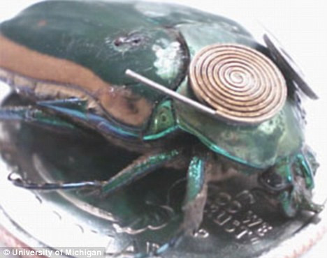 This green june beetle is fitted with a tiny motion generator to produce electricity. This could be used to power a camera and a microphone Read more: http://www.dailymail.co.uk/sciencetech/article-2078634/Dont-tread-Im-hi-tech-life-saver-Insects-used-help-survivors-disaster-rescue-operations.html#ixzz1hheOnBox