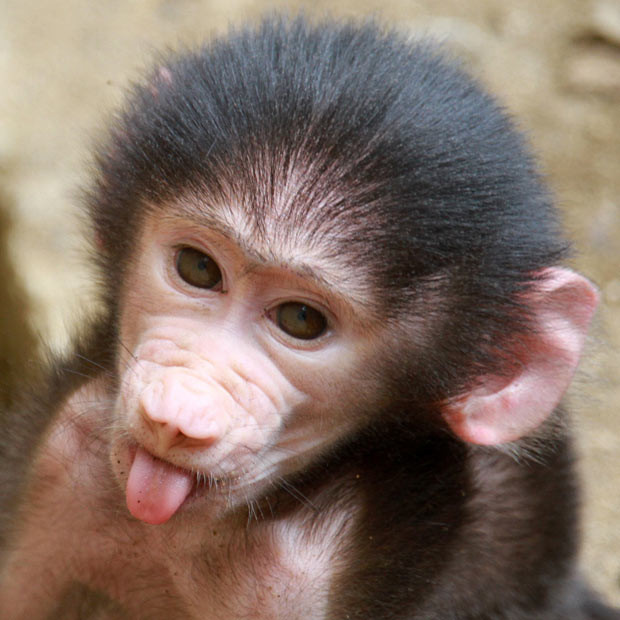 A baby baboon (Papio hamadryas) sticks its tongue out at the Cali zoo, Colombia