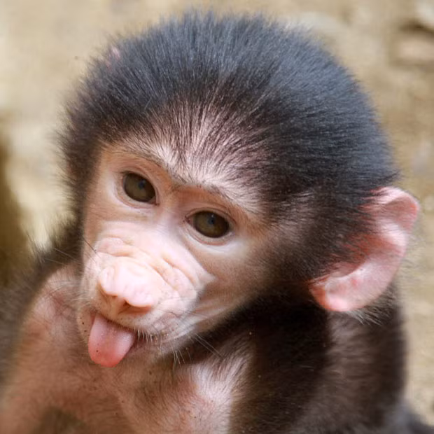 Hình ảnh động vật đáng yêu nhất năm 2011 ảnh 9 A baby baboon (Papio hamadryas) sticks its tongue out at the Cali zoo, Colombia