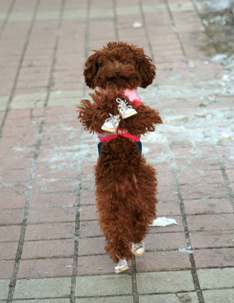 Chú chó Cola ở Trung Quốc trở nên khá nổi tiếng vì thú vui đi bằng 2 chân sau của mình. Theo chủ của Cola, nó có thể đi như vậy vài km mà không mỏi. A pet poodle from Shenyang in northeast China’s Liaoning Province loves to go walkies on her hind legs. Cola attracts lots of attention when she walks with her owner Liu Yuansheng in a local park. Dressed in a pink and denim outfit and with four tiny trainers on her paws, the two-year-old happily walks around on both four feet and two. Her owner says: