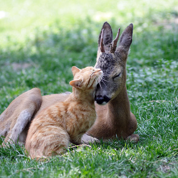 A ginger cat nuzzles with a deer at Odessa Zoo, Ukraine. Photographer Vitaly Ktachsays: 