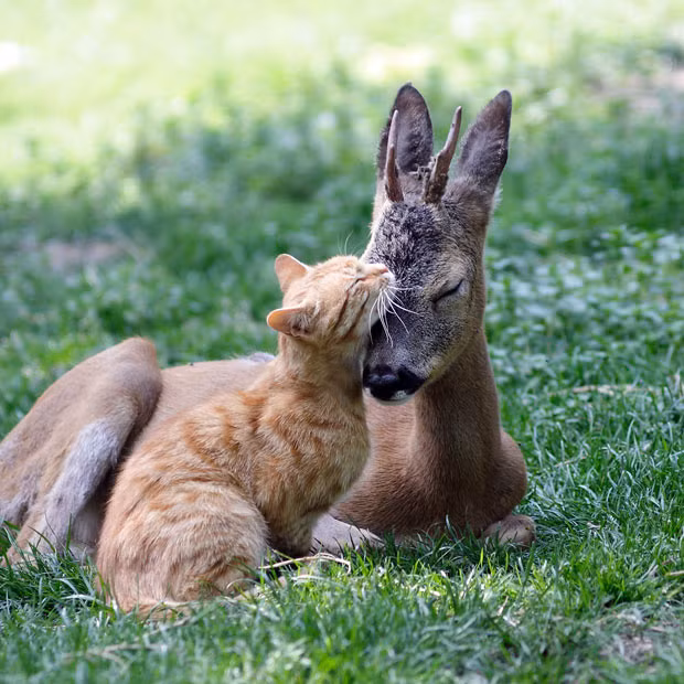 Hình ảnh động vật đáng yêu nhất năm 2011 ảnh 14 A ginger cat nuzzles with a deer at Odessa Zoo, Ukraine. Photographer Vitaly Ktachsays: