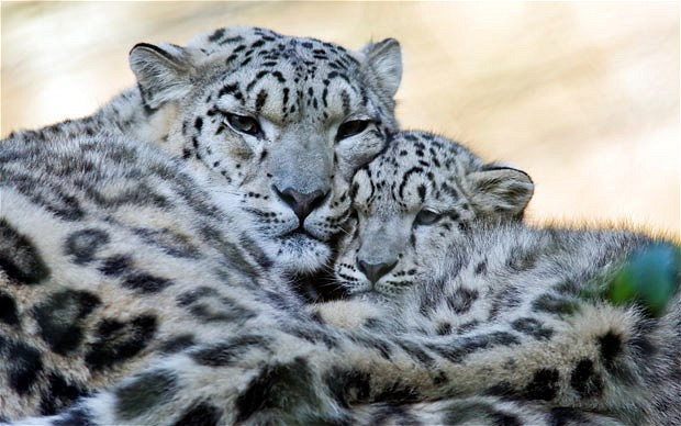 A snow leopard mother snuggles up to one of its young at Marwell Wildlife Park