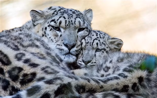 A snow leopard mother snuggles up to one of its young at Marwell Wildlife Park