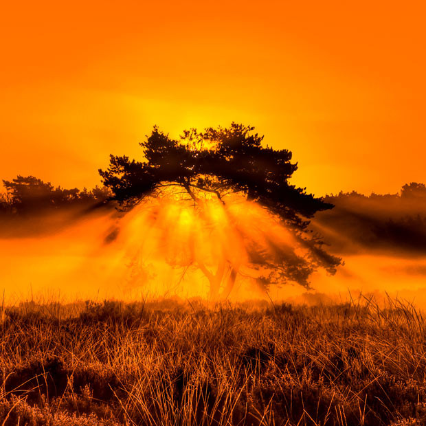 A photographer captures nature’s version of the biblical Burning Bush. The picture was captured at Kalmthoutse Heide Nature Reserve, a cross-border reserve on the Belgian-Dutch border, by Dutch photographer, Teus Renes.