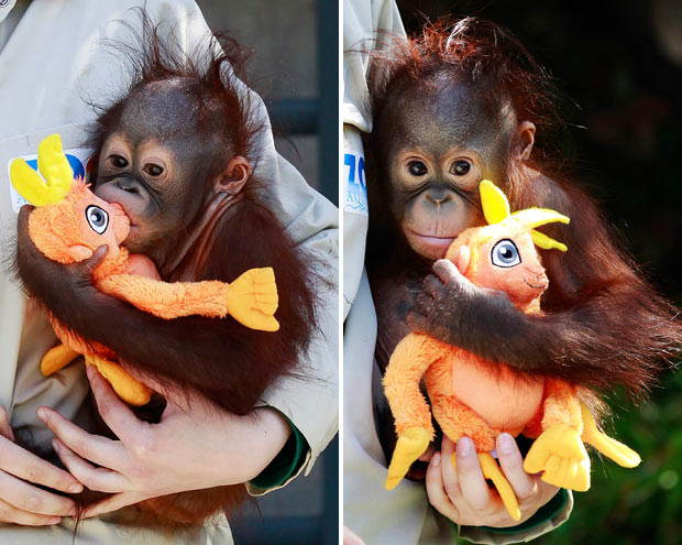 A zoo keeper holds baby orangutan Boo, a nine-month-old orphan, as he plays with a toy at the Madrid Zoo & Aquarium. Boo was born on July 5 2010 but lost his mother, Pundu, when he was only seven months old. Now 10-months-old, Boo is responding well to efforts by zoo keepers who are trying to get one of the female orangutans to adopt him.