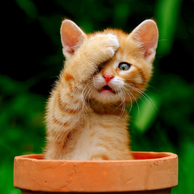 This ginger kitten named Garfield seemed to believe it was invisible as it covered one eye with a paw and sat in a flower pot to hide from a large dog. Iveta Novotna from Brno, Czech Republic, photographed the cute kitten in her garden.