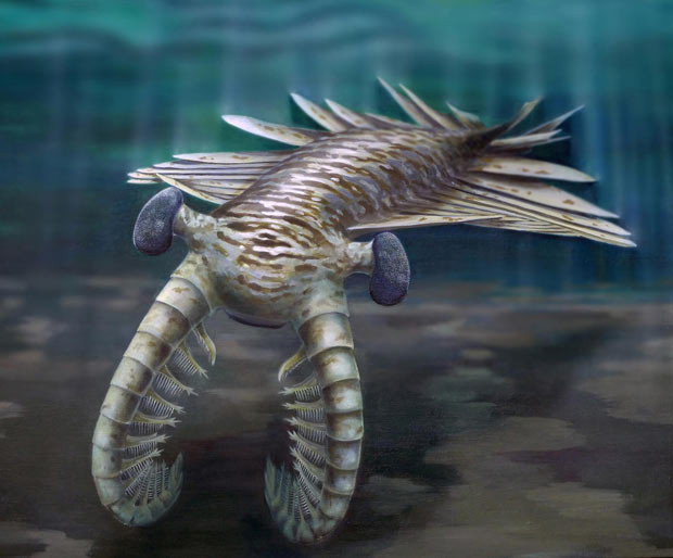 An artist’s impression of Anomalocaris, a frightening predator that ruled the oceans 500 million years ago. Anomalocaris was the stuff of nightmares - an invertebrate over three feet long with a soft body, formidable grasping claws and a circular mouth lined with tooth-like serrations. New evidence shows that it also possessed astonishingly large compound eyes, giving the creature powers of vision rivalling or exceeding that of most living insects and crustaceans.