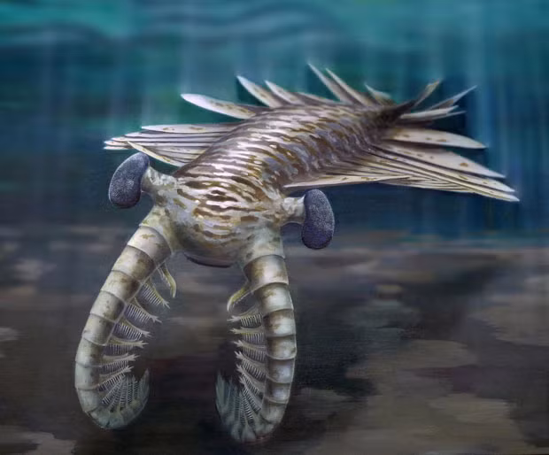 An artist’s impression of Anomalocaris, a frightening predator that ruled the oceans 500 million years ago. Anomalocaris was the stuff of nightmares - an invertebrate over three feet long with a soft body, formidable grasping claws and a circular mouth lined with tooth-like serrations. New evidence shows that it also possessed astonishingly large compound eyes, giving the creature powers of vision rivalling or exceeding that of most living insects and crustaceans.
