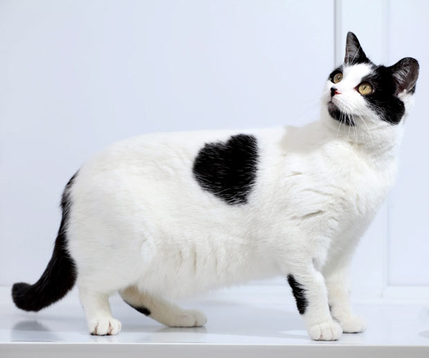 This abandoned black-and-white cat with a heart-shaped marking on her side has been named Bette Davis by staff at Gables Farm Dogs’ and Cats’ Home in Plymouth, Devon. She was handed in to the animal shelter last month looking dishevelled and emaciated after she was dumped by her previous owners. Bette is one of dozens of cats currently waiting to be re-homed at the centre.