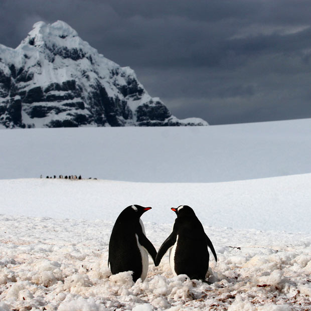 Ảnh động vật đẹp trong tuần ảnh 4 A penguin couple appear to be holding hands. The moment was captured on camera by professional photographer Silviu Ghetie in Port Lockroy - a natural harbour in the Antarctic Peninsula