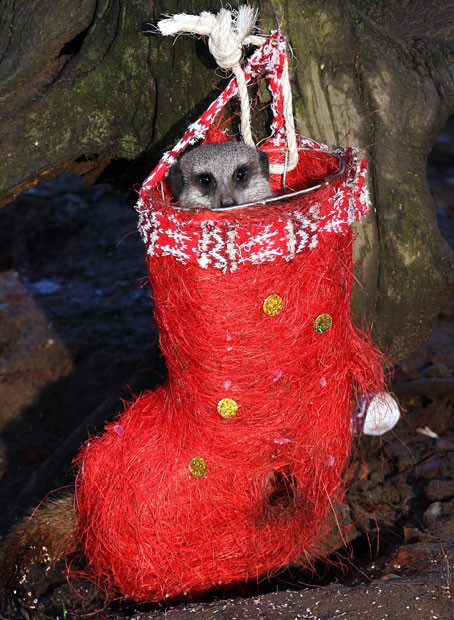 Chú Meerkat thưởng thức đồ ăn giấu trong chiếc ủng Giáng sinh Meerkats enjoyed a taste of Christmas when their keepers gave them stockings and baubles filled with treats. The small animals munched on mealworms stuffed inside the socks and decorations...