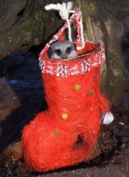 Chú Meerkat thưởng thức đồ ăn giấu trong chiếc ủng Giáng sinh Meerkats enjoyed a taste of Christmas when their keepers gave them stockings and baubles filled with treats. The small animals munched on mealworms stuffed inside the socks and decorations...