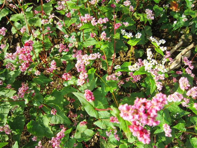 Cao nguyên đá mùa hoa tam giác mạch ảnh 4