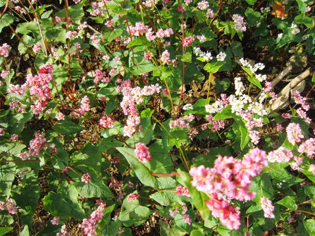 Cao nguyên đá mùa hoa tam giác mạch ảnh 4 Cao nguyên đá mùa hoa tam giác mạch ảnh 4