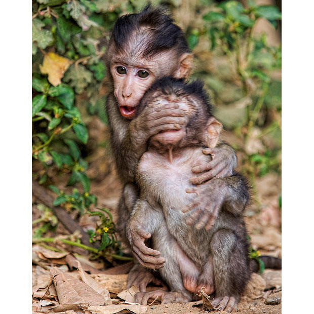These two monkeys appear to be enjoying a game of ’peek-a-boo’ during playtime in the forest at Monkey Forest Park in Ubud Bali, Indonesia. Just like human children, the pair entertained themselves while their mothers were grooming nearby. They were snapped by Anne Young on a visit to the popular tourist destination.