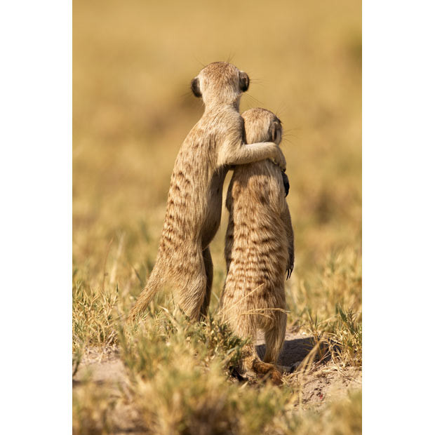 A meerkat puts his arm around another in Makgadikadi Salt Pan, Botswana. The adult meerkat seems to be saying 