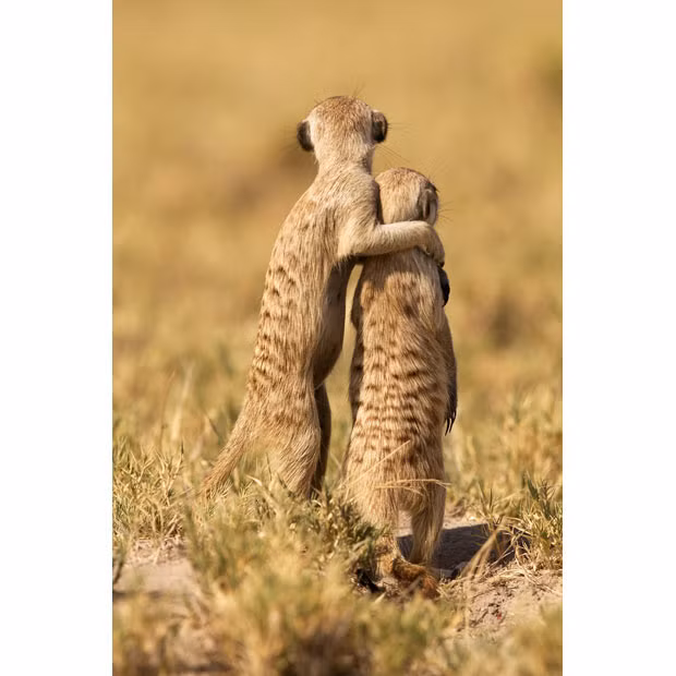 Hình ảnh động vật đáng yêu nhất năm 2011 ảnh 4 A meerkat puts his arm around another in Makgadikadi Salt Pan, Botswana. The adult meerkat seems to be saying