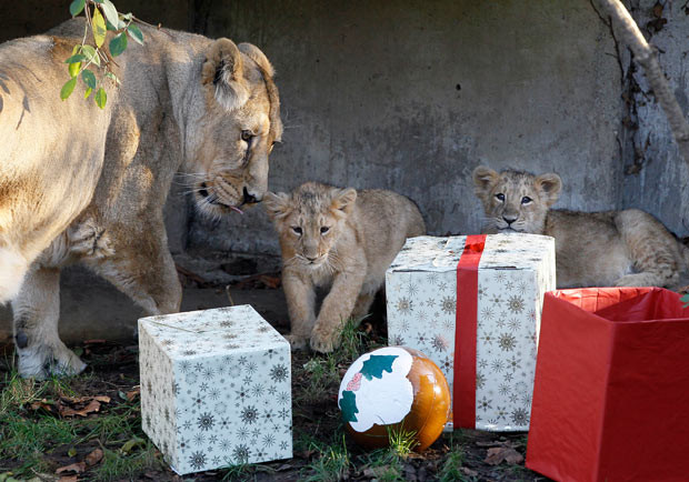 Ảnh động vật đẹp trong tuần ảnh 3 Asian Lioness Abi and her cubs Heidi and Indi take a cautious look at their Christmas presents at London Zoo