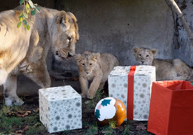 Ảnh động vật đẹp trong tuần ảnh 3 Asian Lioness Abi and her cubs Heidi and Indi take a cautious look at their Christmas presents at London Zoo