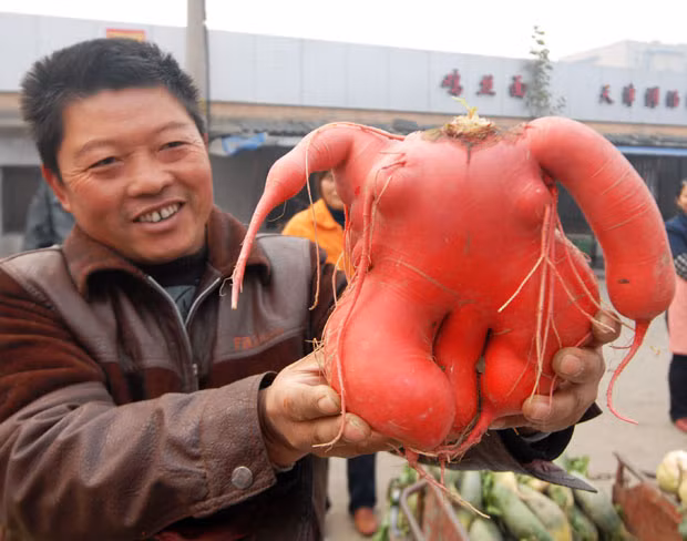 A farmer has harvested a human-shaped red radish from his field in Xuzhou, eastern China’s Jiangsu Province. Bao Jiagen said the radish even more closely resembled a human figure several days ago when it had a small head with radish leaves on. 