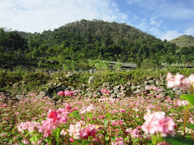 Cao nguyên đá mùa hoa tam giác mạch ảnh 5