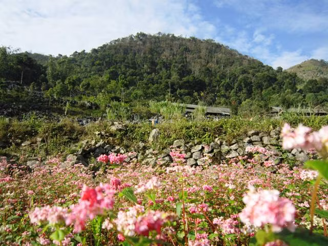 Cao nguyên đá mùa hoa tam giác mạch ảnh 5 Cao nguyên đá mùa hoa tam giác mạch ảnh 5