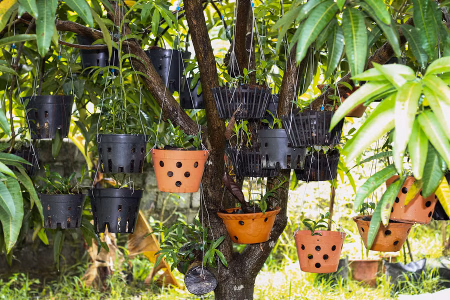 Để vơi bớt cô đơn, Quân chọn cách trồng và chăm sóc nhiều cây hoa trong vườn nhà