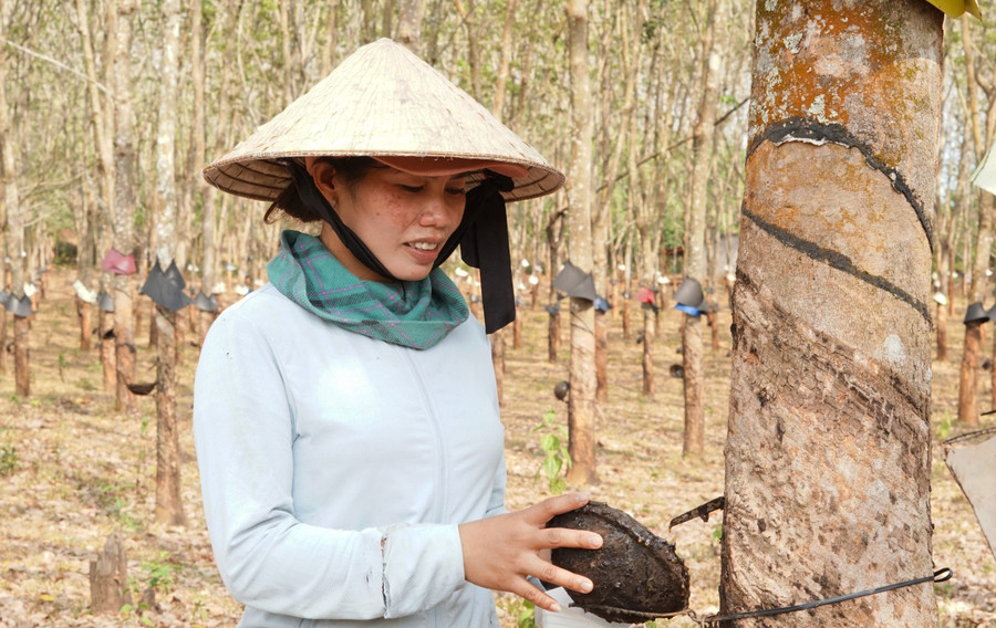 Khi nhiều hộ dân &quot;quay lưng&quot; với cây cao su, chị Y Ly Đanh vẫn quyết tâm giữ lại, giờ đây mỗi năm gia đình chị thu về gần 300 triệu đồng.