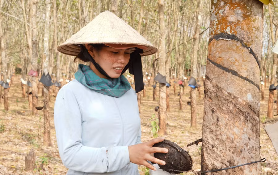 Khi nhiều hộ dân "quay lưng" với cây cao su, chị Y Ly Đanh vẫn quyết tâm giữ lại, giờ đây mỗi năm gia đình chị thu về gần 300 triệu đồng.