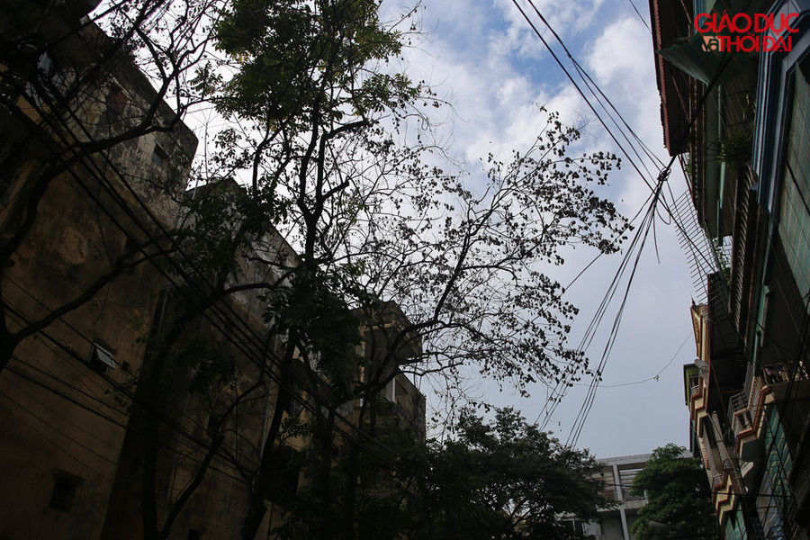 Hàng sưa này mỗi cây có đường kính khoảng 30 đến 40 cm và cao khoảng 15 đến 20m.