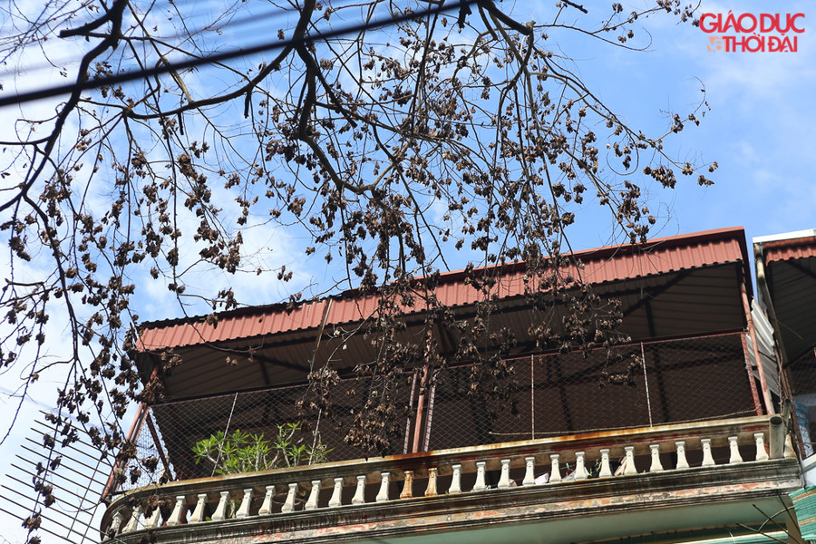 Hàng cây này có rất nhiều loại cây khác nhau (13 cây), 3 cây sưa to nhất có dấu hiệu đã chết.