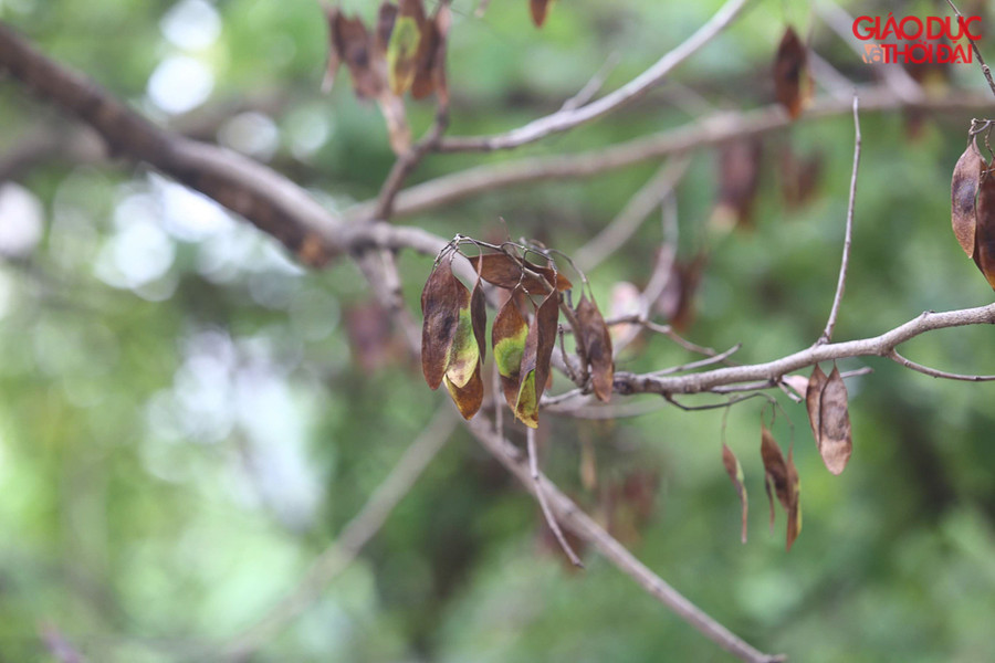 Theo chia sẻ của người dân, vào năm 2018 có nhóm người đến hỏi mua hàng cây sưa này với giá 120 triệu đồng.