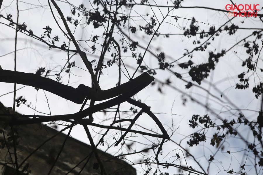 Nhiều người cho rằng, hiện tượng các cây sưa này chết có dấu hiệu bị đầu độc. Hiện người dân tại đây đã nhờ các cơ quan chức năng can thiệp, điều tra.