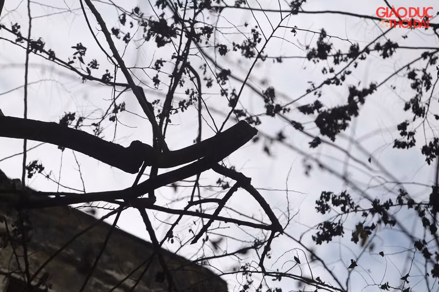 Nhiều người cho rằng, hiện tượng các cây sưa này chết có dấu hiệu bị đầu độc. Hiện người dân tại đây đã nhờ các cơ quan chức năng can thiệp, điều tra.