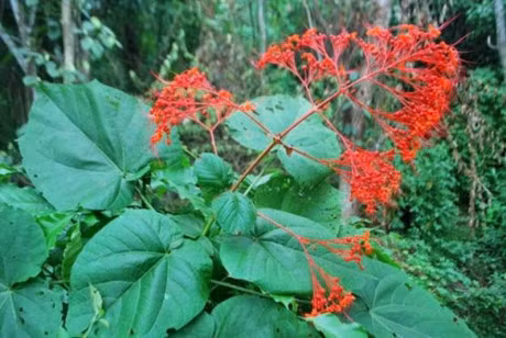 Neu bi tieu dem lien tuc, ban con cho gi nua ma khong di kham ngay - Anh 3