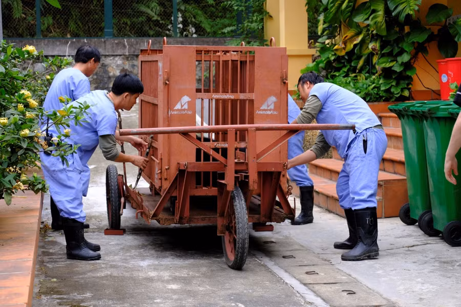 Gấu sẽ trải qua 45 ngày cách ly khi về tới Trung tâm Cứu hộ Gấu Việt Nam.