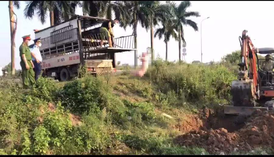 Số lợn "bẩn" được mang đi tiêu huỷ. Ảnh: Công an Bắc Giang.