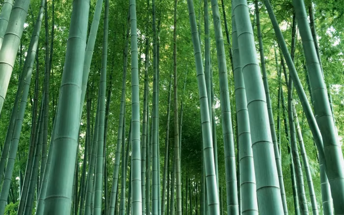 Thuốc hay từ cây tre, trúc