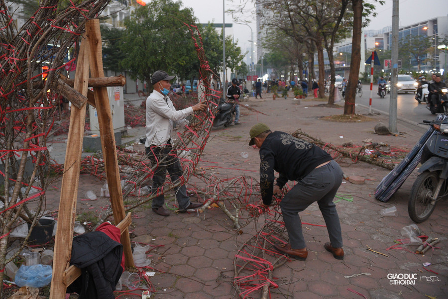 Nhiều tiểu thương kêu trời vì lỗ nặng trong vụ đào năm nay, đành ngậm ngùi dọn dẹp đồ đạc về quê đón Tết cùng gia đình.