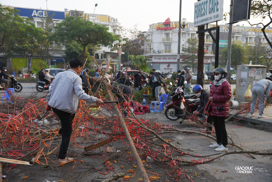 Những cành đào rừng những ngày trước có giá hàng triệu đồng, nay trở thành rác.