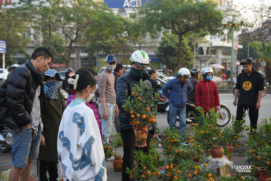 Những chậu, bình quất chiều tối 30 Tết giá cũng chỉ còn 100- 150 ngàn đồng.