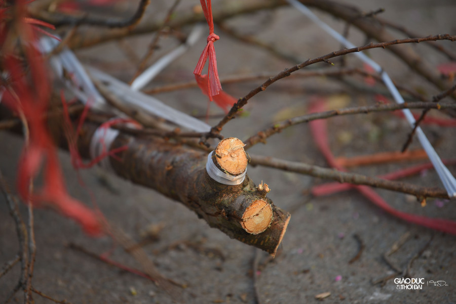 Trước tình trạng khách mua đìu hiu, vào ngày 21/1 (tức 30 Tết) nhiều tiểu thương ở đây quyết định chặt bỏ đào rồi dọn dẹp để về quê đón Tết cùng gia đình