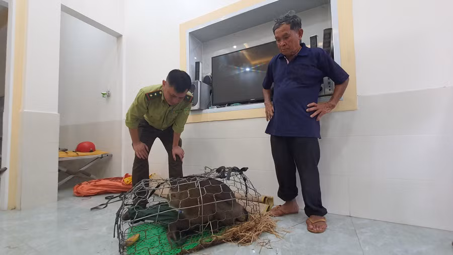 Qúa trình theo dõi, đợi lúc khỉ vào nhà, gia đình ông Thỏn và người dân đã bắt thành công.