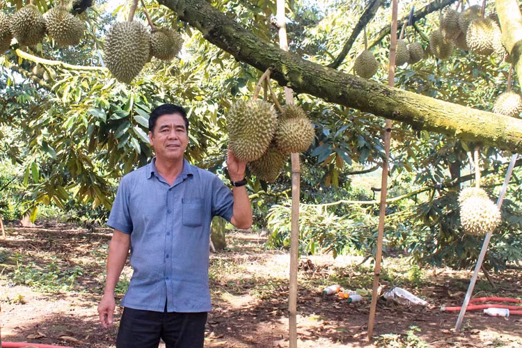 Đảng viên Nguyễn Nghĩa Nam, Bí thư Chi bộ Thôn 16 (xã Hòa Ninh, huyện Di Linh, Lâm Đồng), một tấm gương sáng tạo làm kinh tế giỏi.