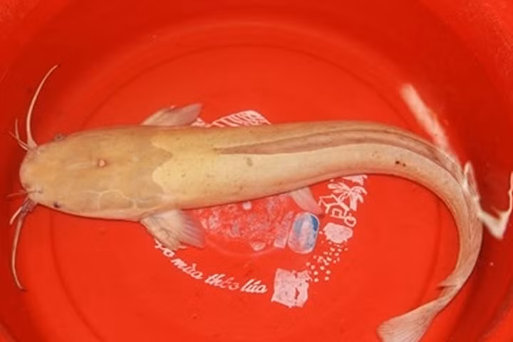 Cận cảnh cá trê vàng quý hiếm nặng gần 2kg ở Đà Nẵng