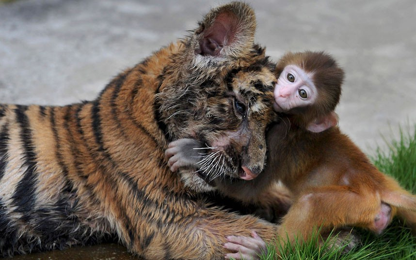 Ảnh động vật đẹp trong tuần ảnh 5 A baby rhesus macaque plays with a tiger cub at a zoo in Hefei, Anhui province, China