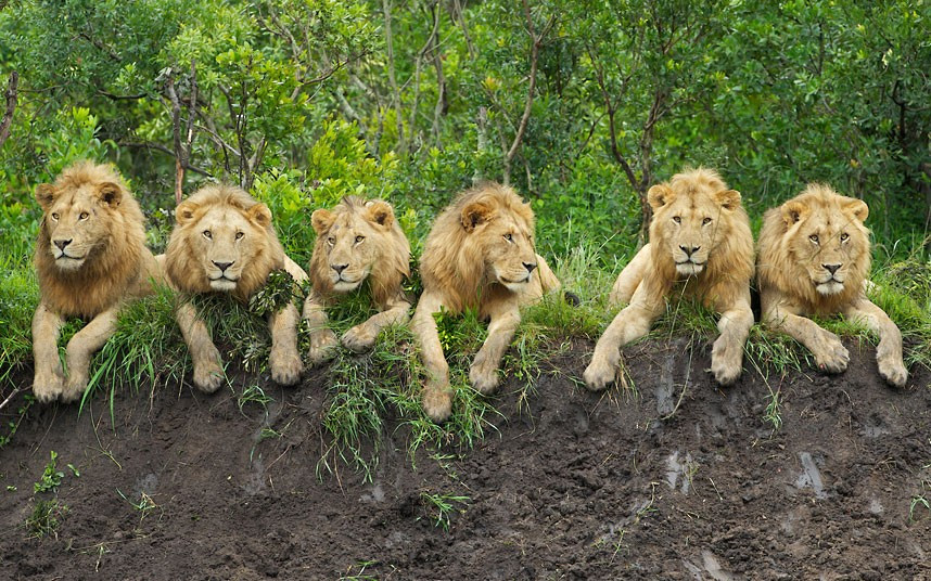 Ảnh động vật đẹp trong tuần ảnh 1 They may be fearsome predators, but these six lions look positively cuddly as they relax in a row. Dad-of-three Daniel Dolpire from South Africa balanced his camera on a beanbag to take this shot on the edge of the Serengeti, in Tanzania, Africa, early one morning.