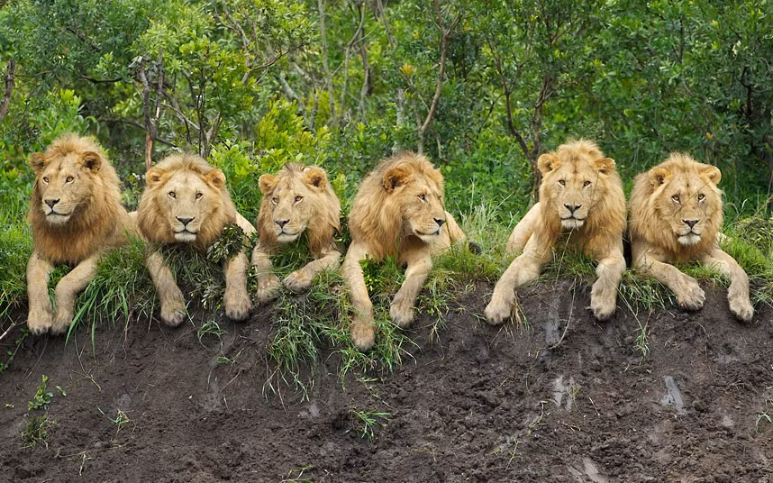 They may be fearsome predators, but these six lions look positively cuddly as they relax in a row. Dad-of-three Daniel Dolpire from South Africa balanced his camera on a beanbag to take this shot on the edge of the Serengeti, in Tanzania, Africa, early one morning. 