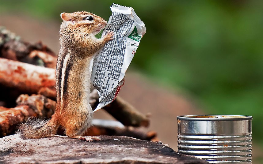 Ảnh động vật đẹp trong tuần ảnh 1 This hungry chipmunk must be a real health nut, as it appears to be reading through the list of ingredients on a breakfast bar wrapper before tucking in. Keen photographer Michael Higgins spotted the chipmunk looking as though he was reading a newspaper while on a camping trip at Algonquin Provincial Park in Ontario, Canada.